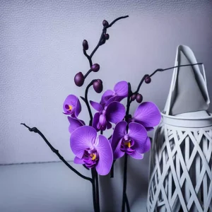 orquidea phalaenopsis