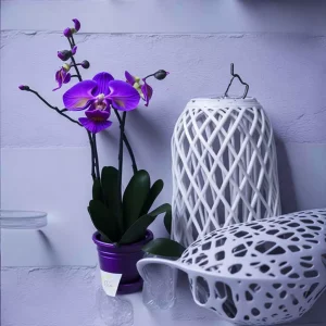 orquidea Phalaenopsis con maceta morada