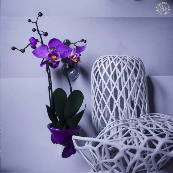 orquidea phalenopsis con maceta morada